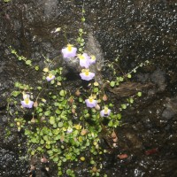 Utricularia striatula Sm.